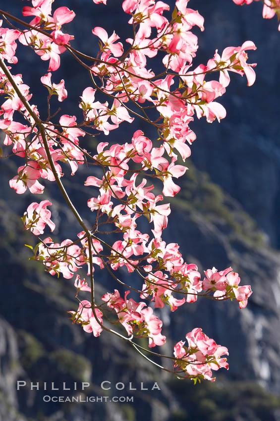 Mountain dogwood, or Pacific dogwood, Yosemite Valley, Cornus nuttallii, Yosemite National Park, California