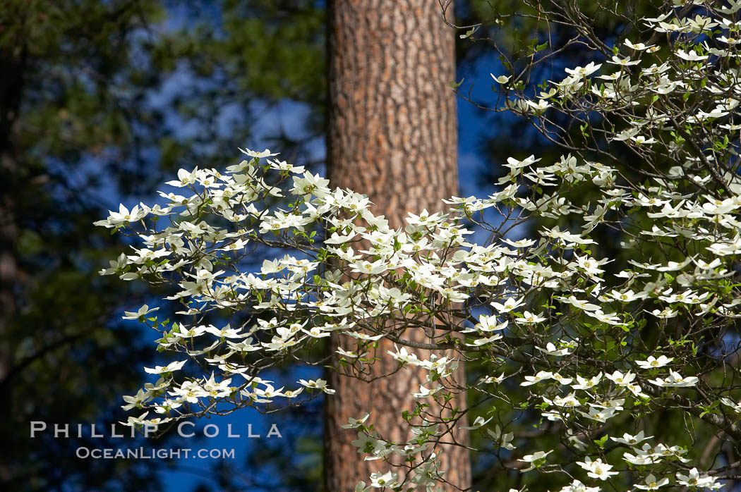 Mountain dogwood, or Pacific dogwood, Yosemite Valley. Yosemite National Park, California, USA, Cornus nuttallii, natural history stock photograph, photo id 12680