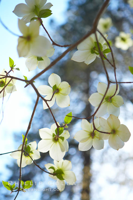 Mountain dogwood, or Pacific dogwood, Yosemite Valley. Yosemite National Park, California, USA, Cornus nuttallii, natural history stock photograph, photo id 12683