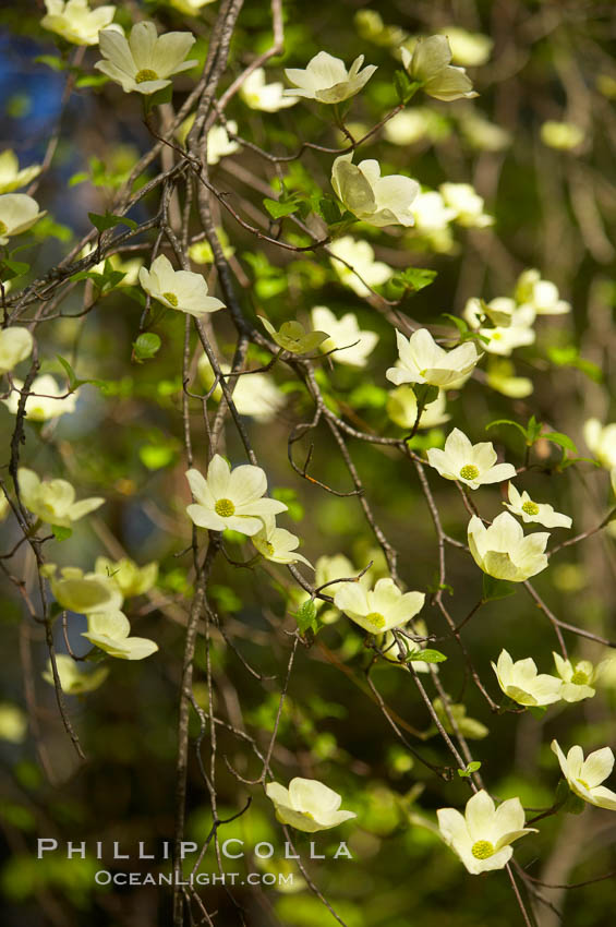 Mountain dogwood, or Pacific dogwood, Yosemite Valley. Yosemite National Park, California, USA, Cornus nuttallii, natural history stock photograph, photo id 12677