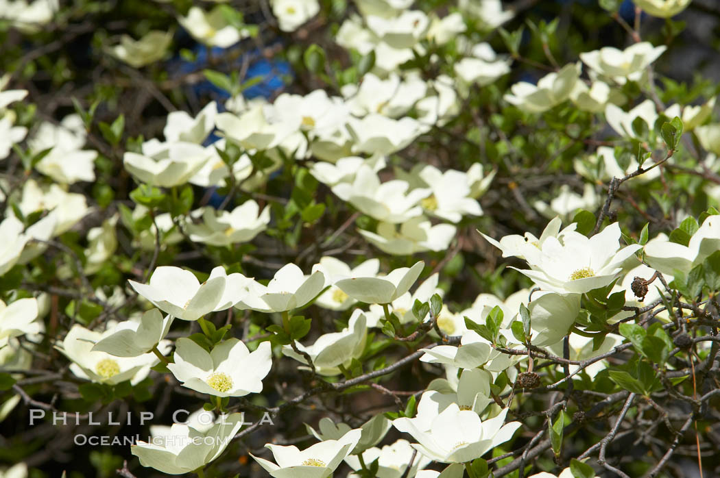 Mountain dogwood, or Pacific dogwood, Yosemite Valley. Yosemite National Park, California, USA, Cornus nuttallii, natural history stock photograph, photo id 12682