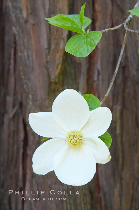 Mountain dogwood, or Pacific dogwood, Yosemite Valley. Yosemite National Park, California, USA, Cornus nuttallii, natural history stock photograph, photo id 12694