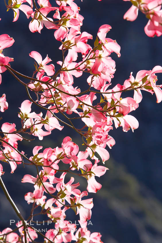 Mountain dogwood, or Pacific dogwood, Yosemite Valley. Yosemite National Park, California, USA, Cornus nuttallii, natural history stock photograph, photo id 12685