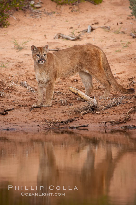 Mountain lion., Puma concolor, natural history stock photograph, photo id 12282