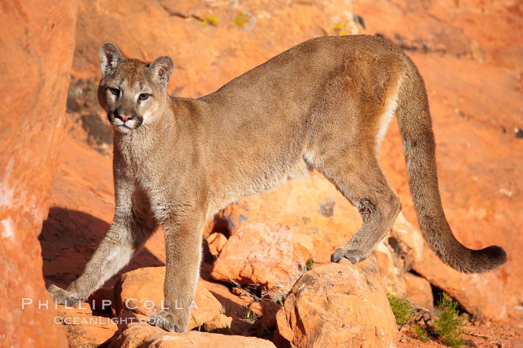 Mountain lion., Puma concolor, natural history stock photograph, photo id 12294