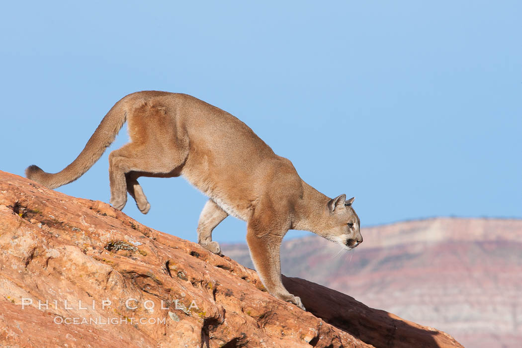 Mountain lion., Puma concolor, natural history stock photograph, photo id 12314