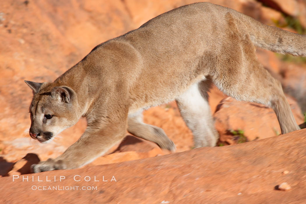 Mountain lion., Puma concolor, natural history stock photograph, photo id 12330