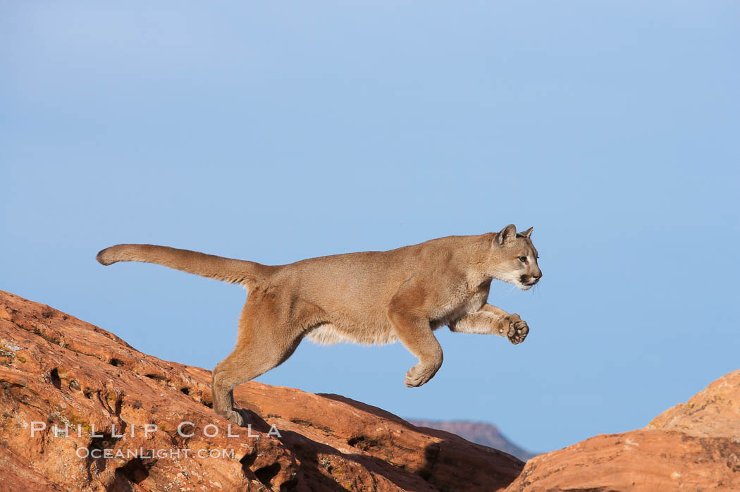 Mountain lion leaping., Puma concolor, natural history stock photograph, photo id 12362