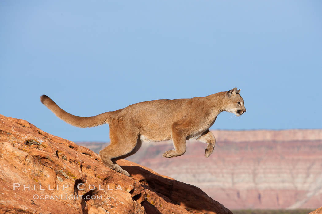 Mountain lion jumping, Puma concolor, #12296