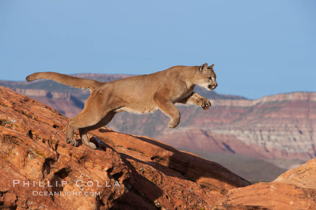 Mountain lion leaping., Puma concolor, natural history stock photograph, photo id 12291