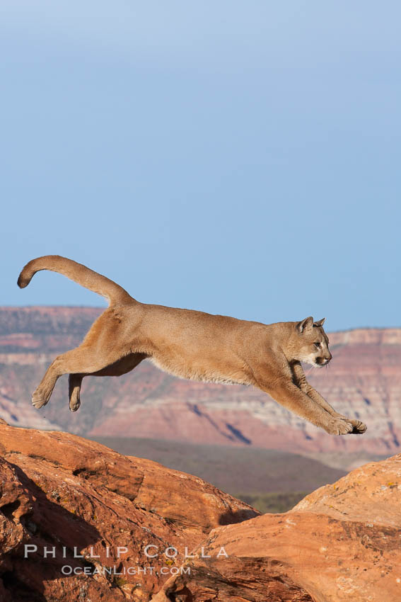 Mountain lion leaping., Puma concolor, natural history stock photograph, photo id 12367