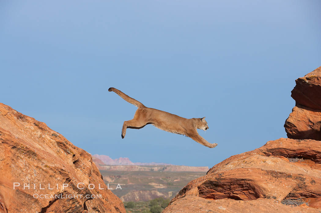 Mountain lion leaping., Puma concolor, natural history stock photograph, photo id 12353