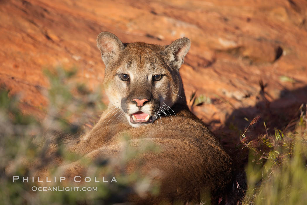 Mountain lion., Puma concolor, natural history stock photograph, photo id 12288