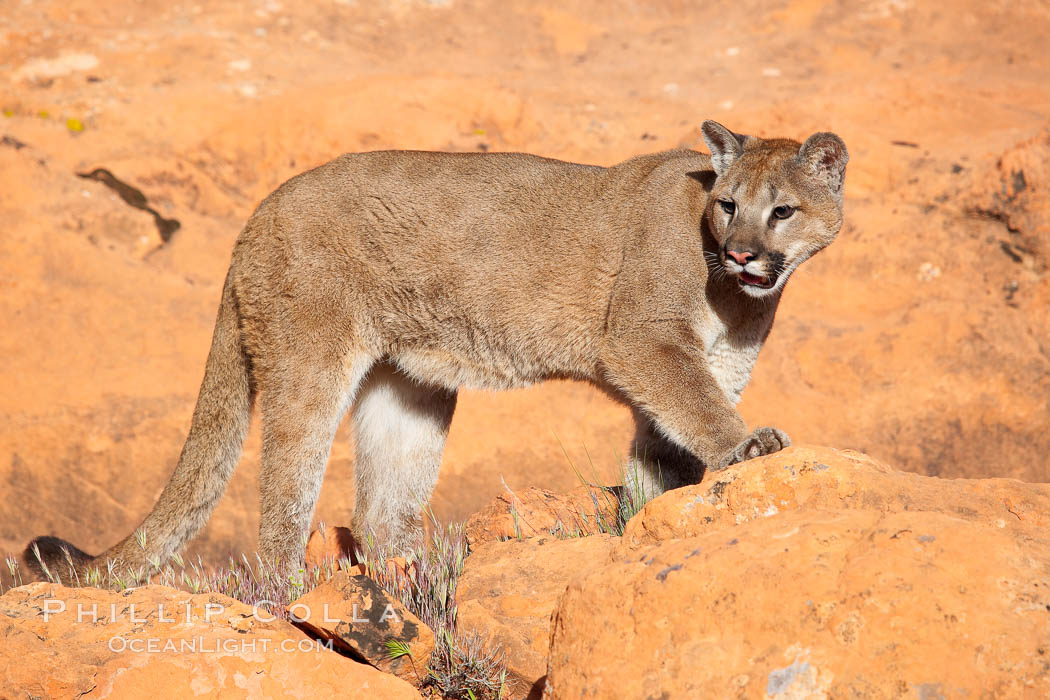 Mountain lion., Puma concolor, natural history stock photograph, photo id 12304