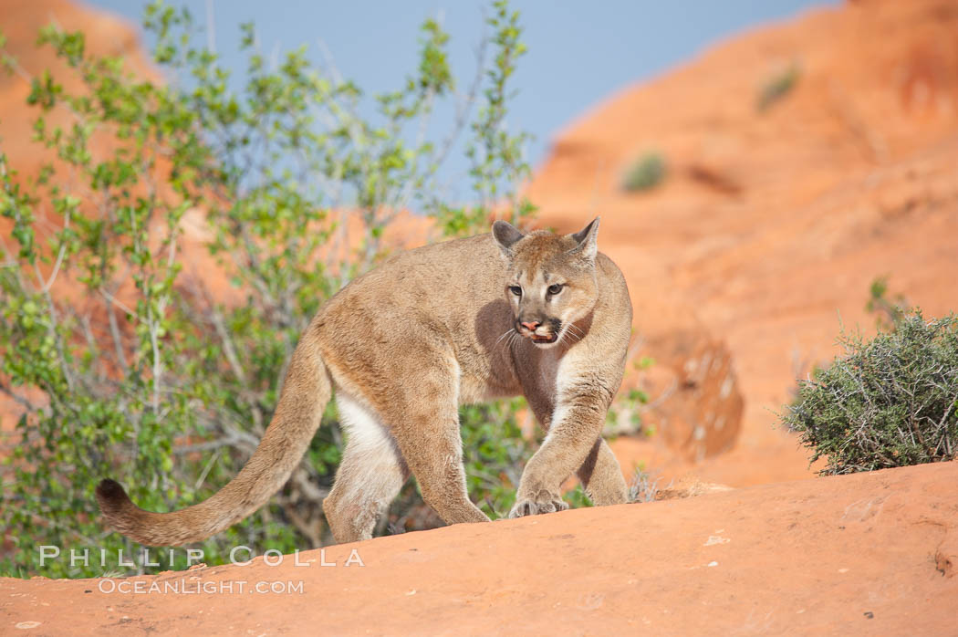 Mountain lion., Puma concolor, natural history stock photograph, photo id 12324