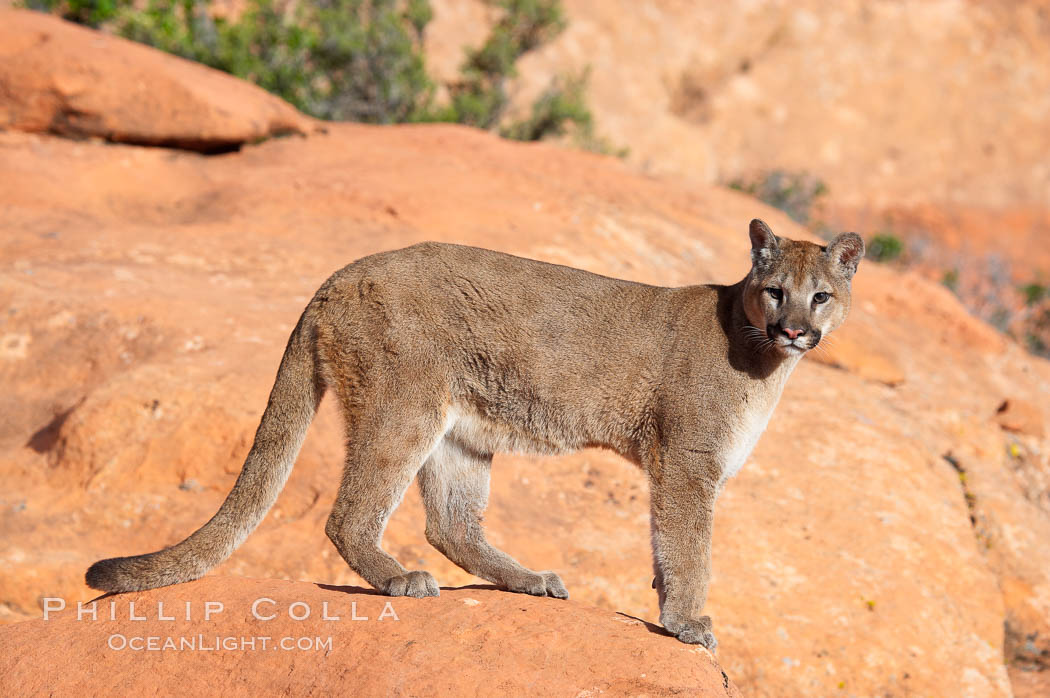 Mountain lion., Puma concolor, natural history stock photograph, photo id 12303
