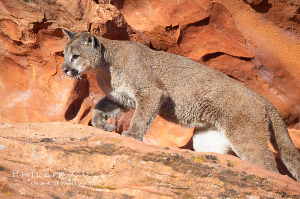Mountain lion., Puma concolor, natural history stock photograph, photo id 12311