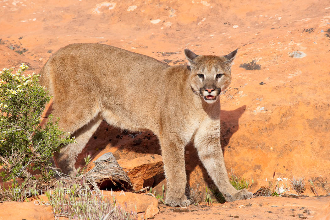 Mountain lion., Puma concolor, natural history stock photograph, photo id 12323