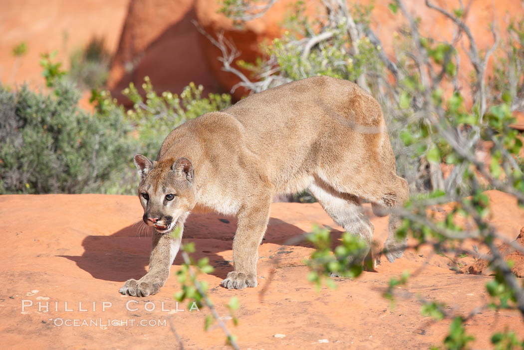 Mountain lion., Puma concolor, natural history stock photograph, photo id 12327