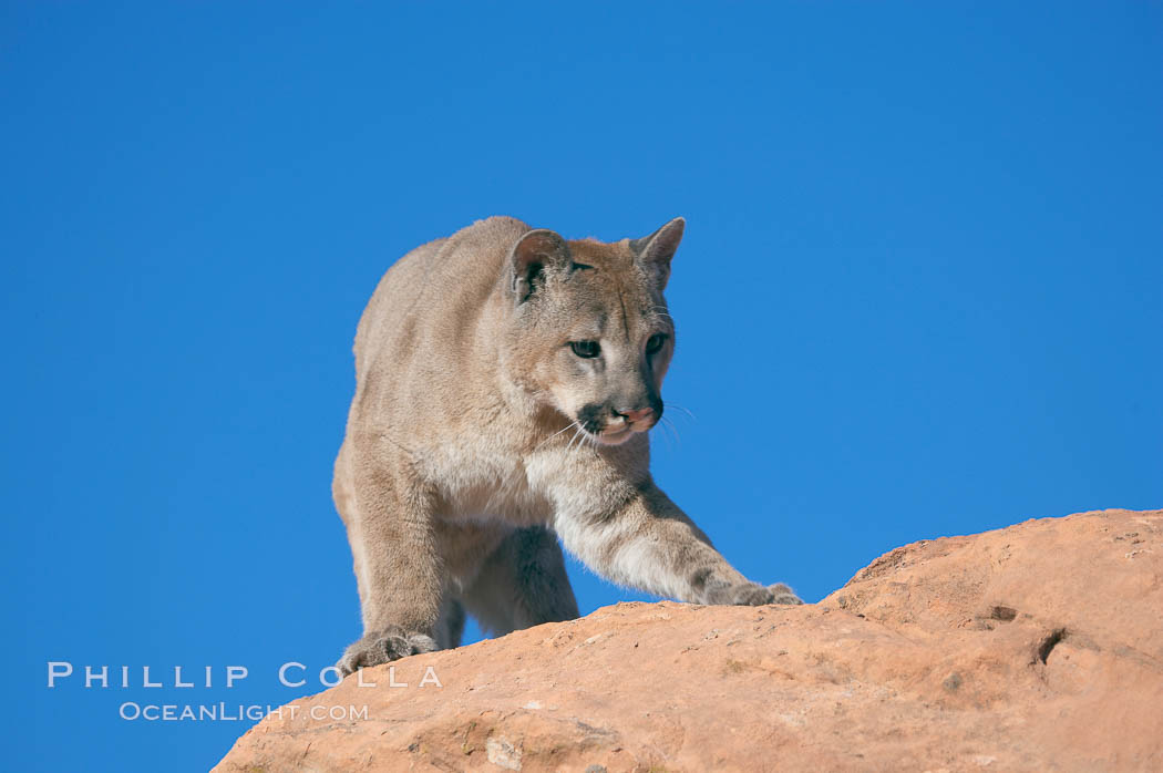 Mountain lion., Puma concolor, natural history stock photograph, photo id 12331