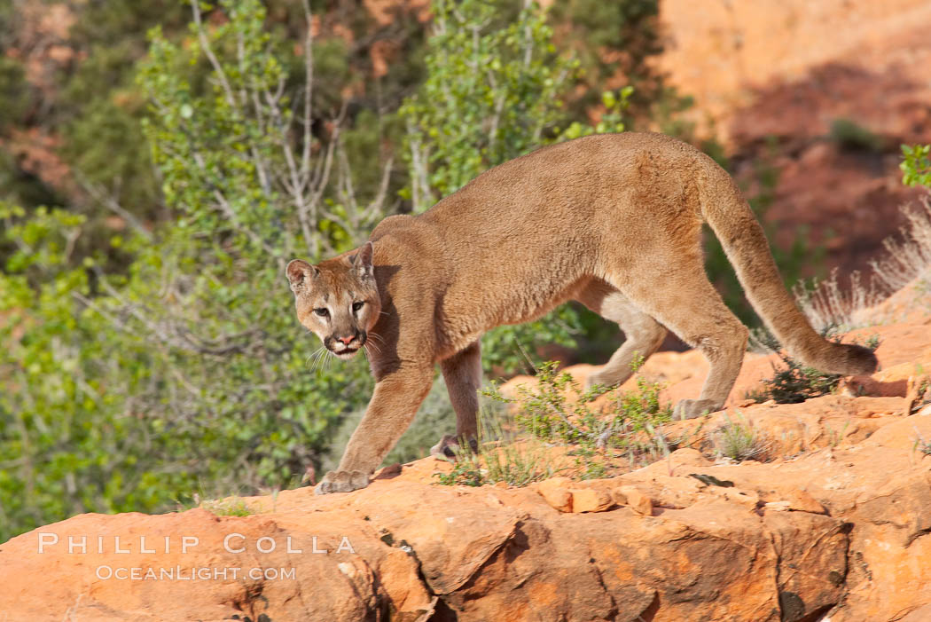 Mountain lion., Puma concolor, natural history stock photograph, photo id 12293