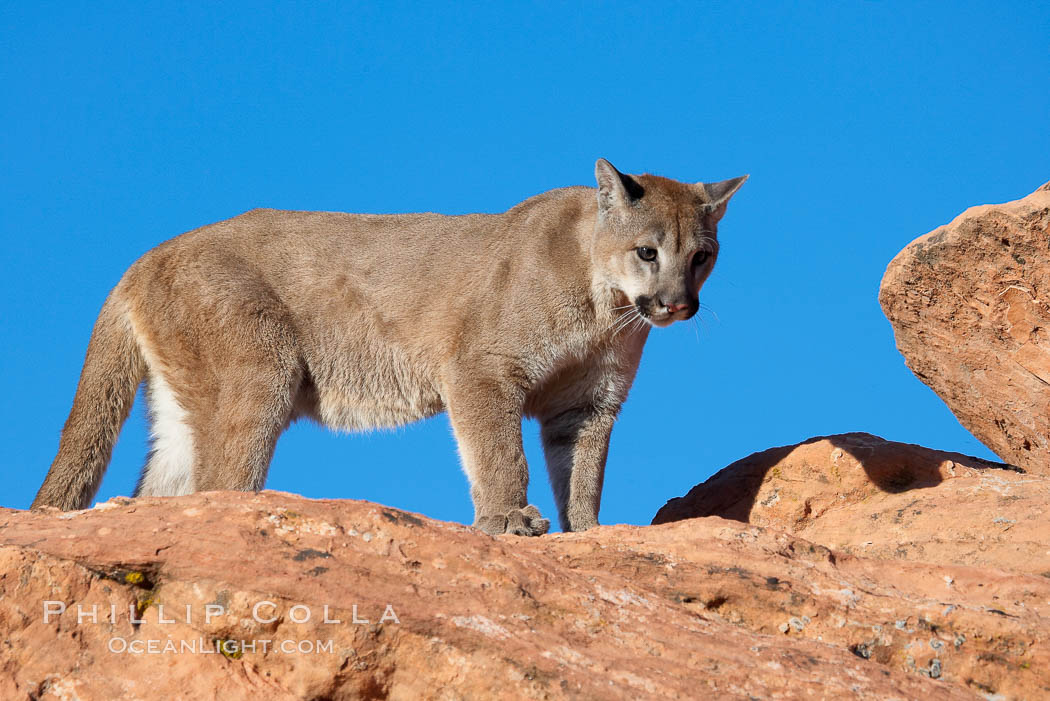Mountain lion., Puma concolor, natural history stock photograph, photo id 12309