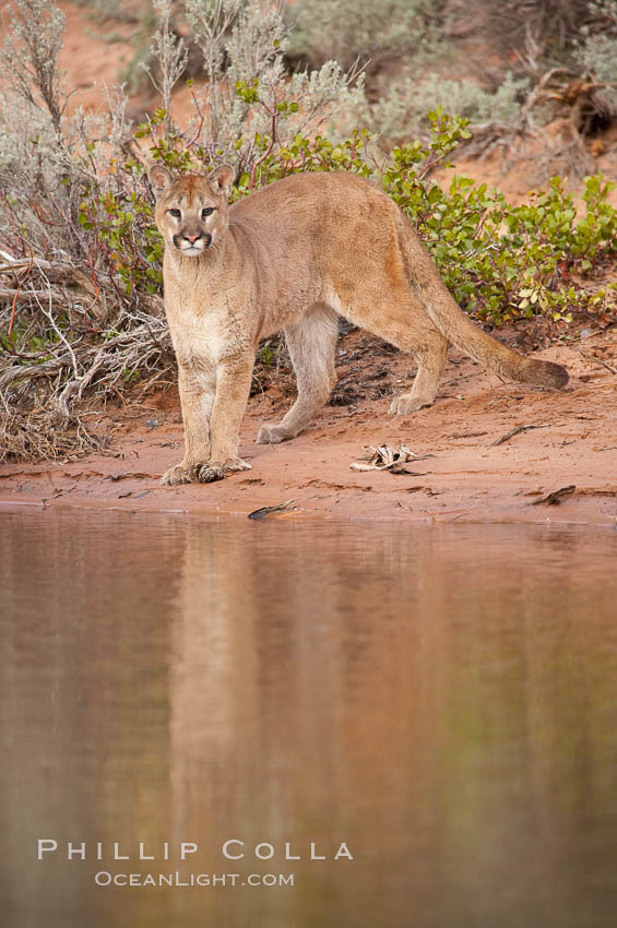 Mountain lion., Puma concolor, natural history stock photograph, photo id 12313