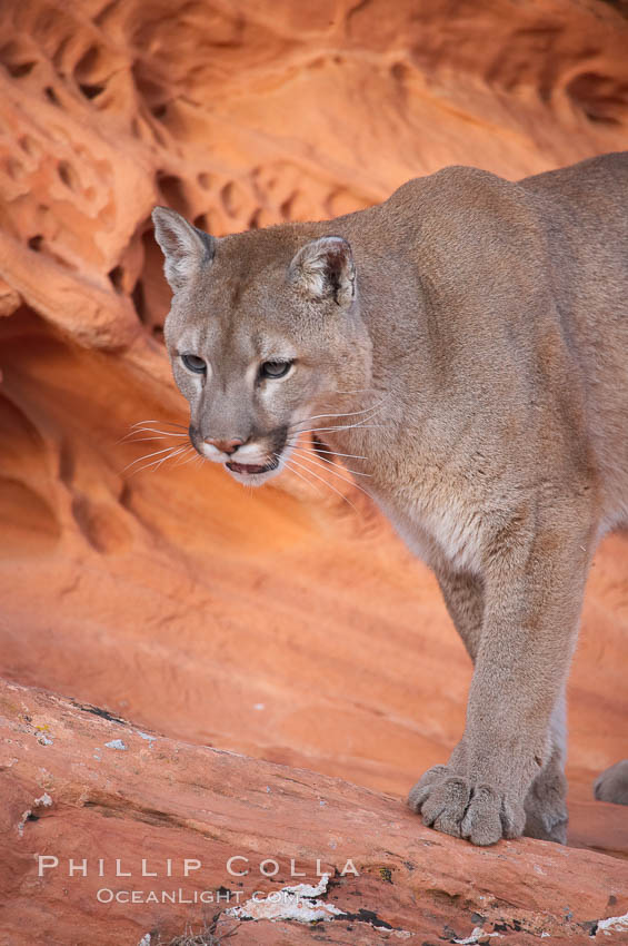 Mountain lion., Puma concolor, natural history stock photograph, photo id 12321