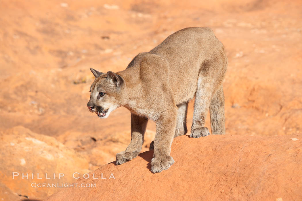 Mountain lion., Puma concolor, natural history stock photograph, photo id 12329
