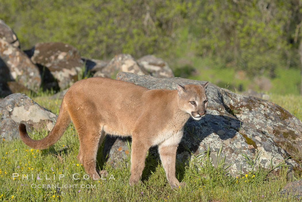 Mountain lion, Sierra Nevada foothills, Mariposa, California., Puma concolor, natural history stock photograph, photo id 15822