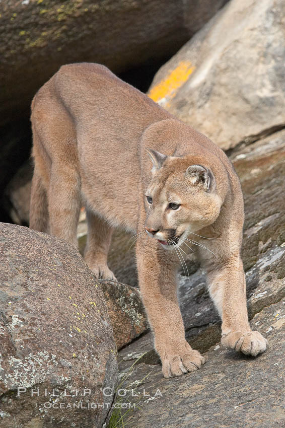 Mountain lion, Sierra Nevada foothills, Mariposa, California., Puma concolor, natural history stock photograph, photo id 15838