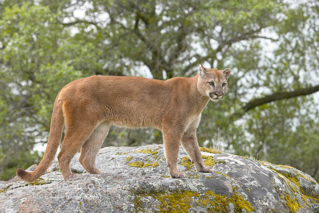 Mountain lion, Sierra Nevada foothills, Mariposa, California., Puma concolor, natural history stock photograph, photo id 15842