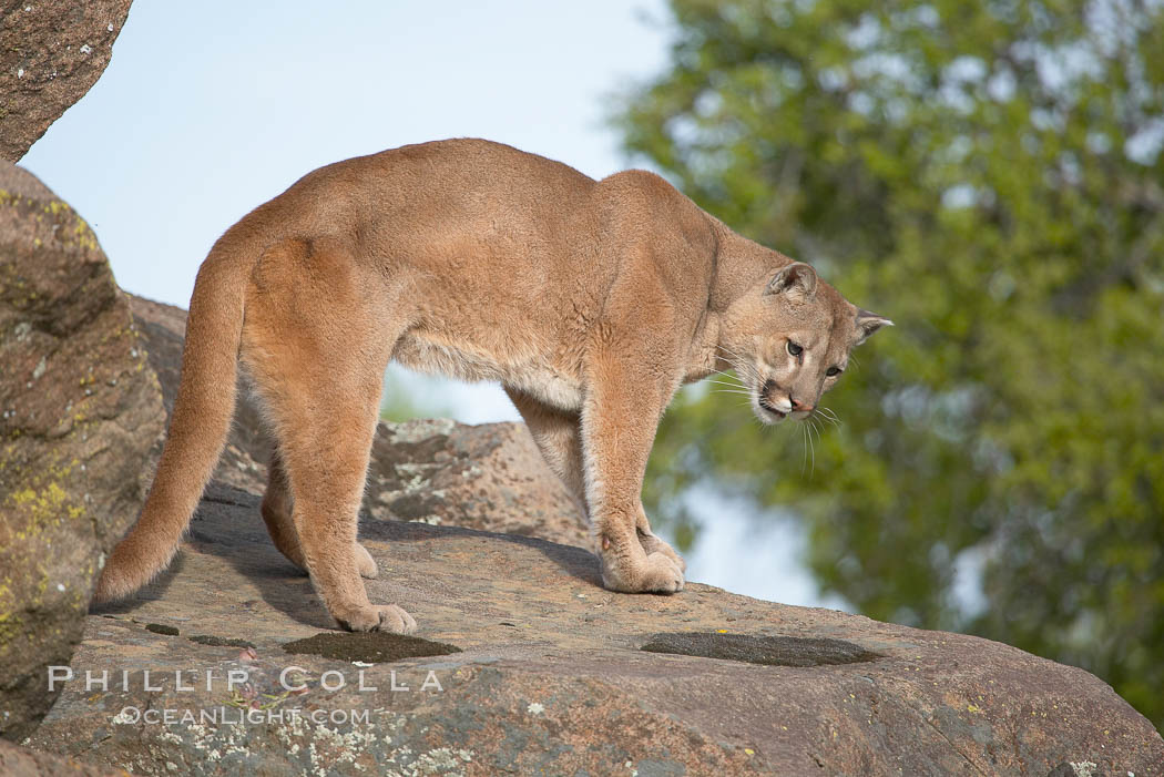 Mountain lion, Sierra Nevada foothills, Mariposa, California., Puma concolor, natural history stock photograph, photo id 15812