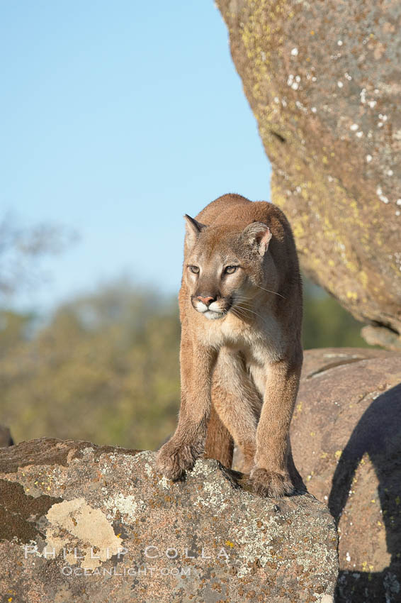 Mountain lion, Sierra Nevada foothills, Mariposa, California., Puma concolor, natural history stock photograph, photo id 15816