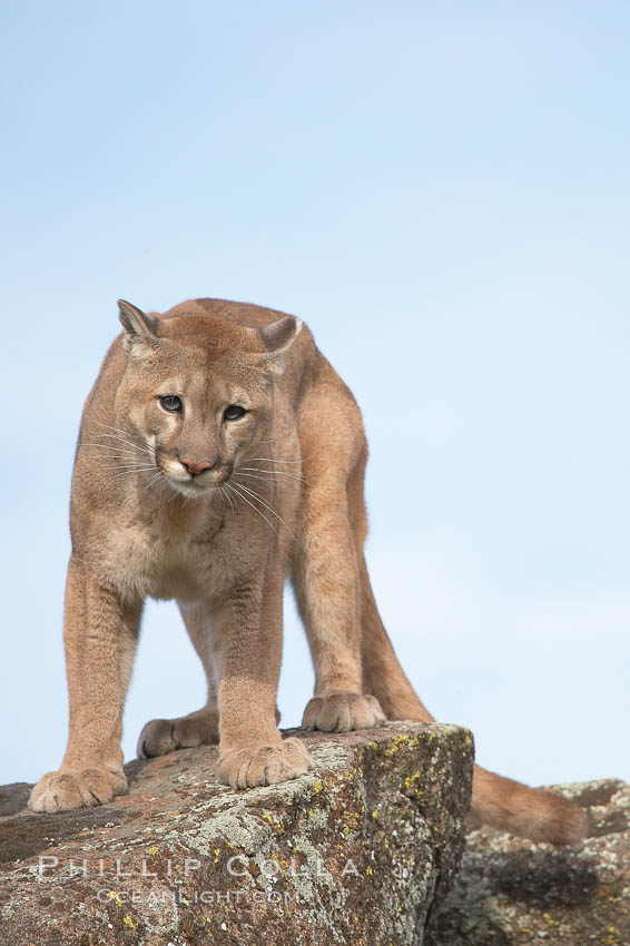 Mountain lion, Sierra Nevada foothills, Mariposa, California., Puma concolor, natural history stock photograph, photo id 15820