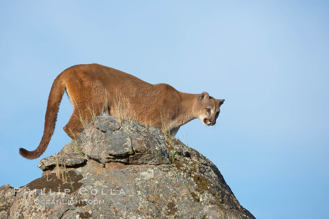 Mountain lion, Sierra Nevada foothills, Mariposa, California., Puma concolor, natural history stock photograph, photo id 15836