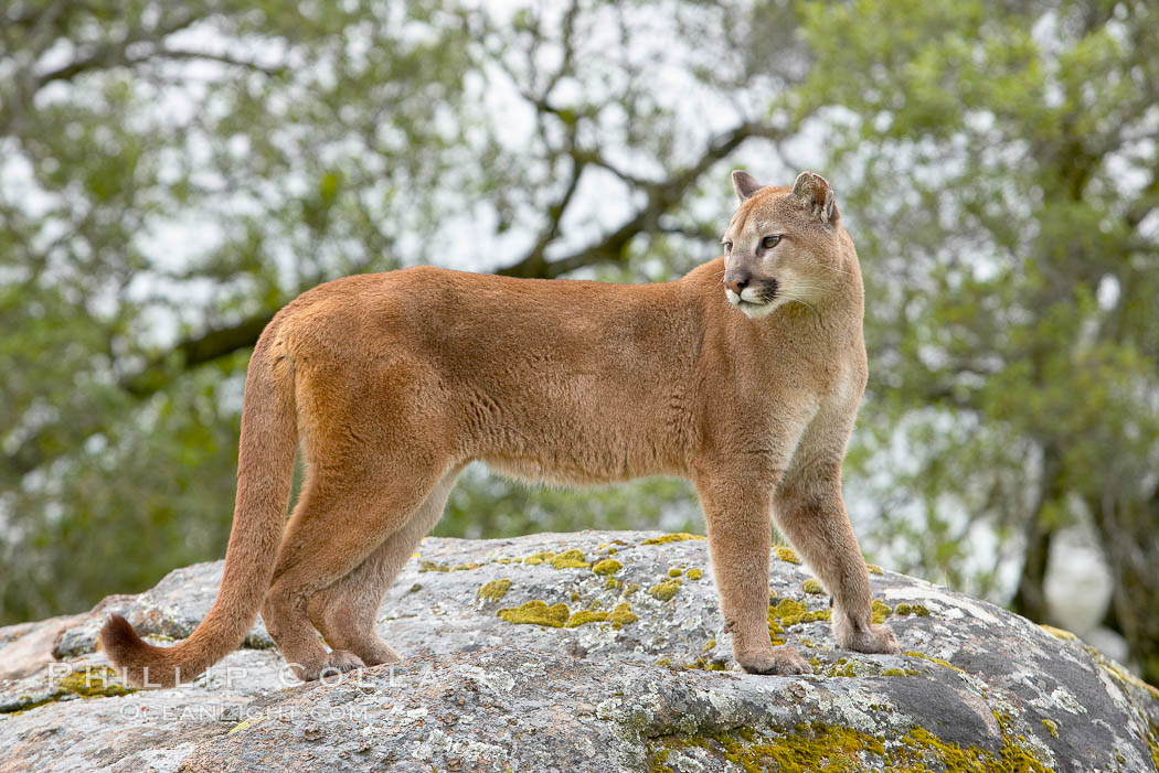 Mountain lion, Sierra Nevada foothills, Mariposa, California., Puma concolor, natural history stock photograph, photo id 15815