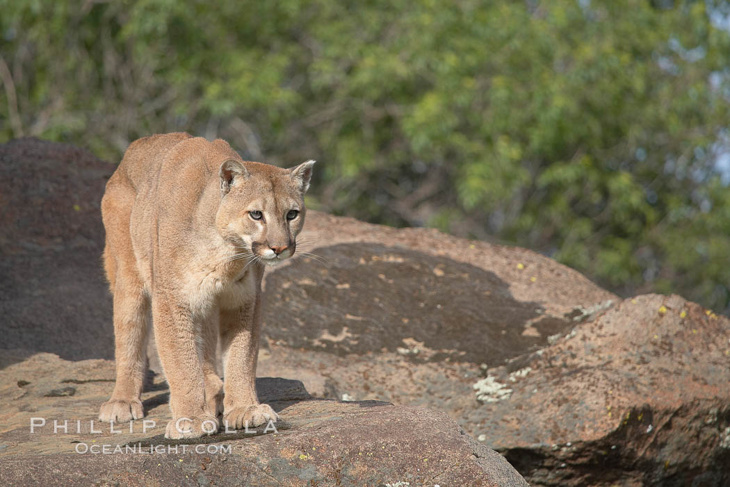 Mountain lion, Sierra Nevada foothills, Mariposa, California., Puma concolor, natural history stock photograph, photo id 15819