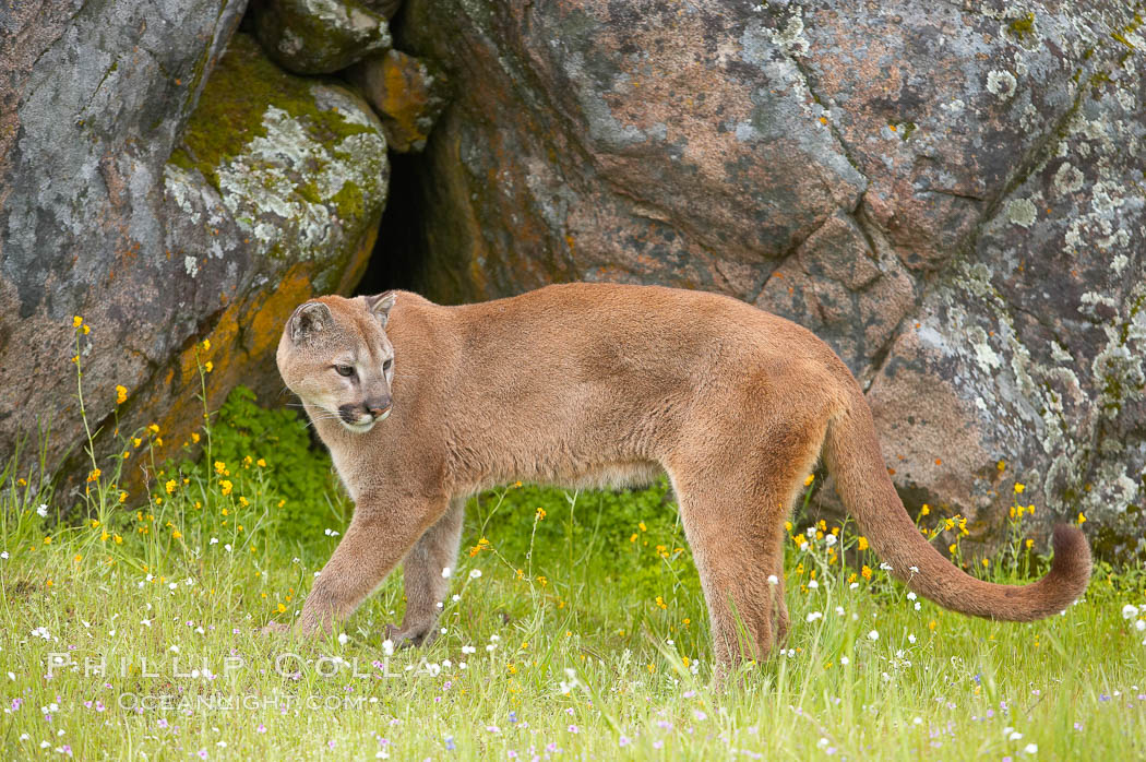 Mountain lion, Sierra Nevada foothills, Mariposa, California., Puma concolor, natural history stock photograph, photo id 15813