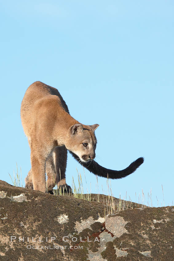 Mountain lion, Sierra Nevada foothills, Mariposa, California., Puma concolor, natural history stock photograph, photo id 15817