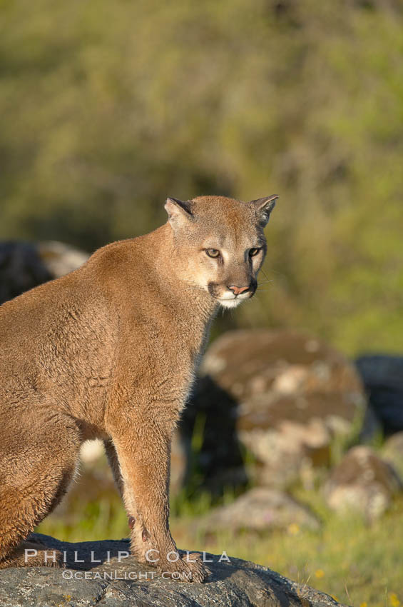 Mountain lion, Sierra Nevada foothills, Mariposa, California., Puma concolor, natural history stock photograph, photo id 15833