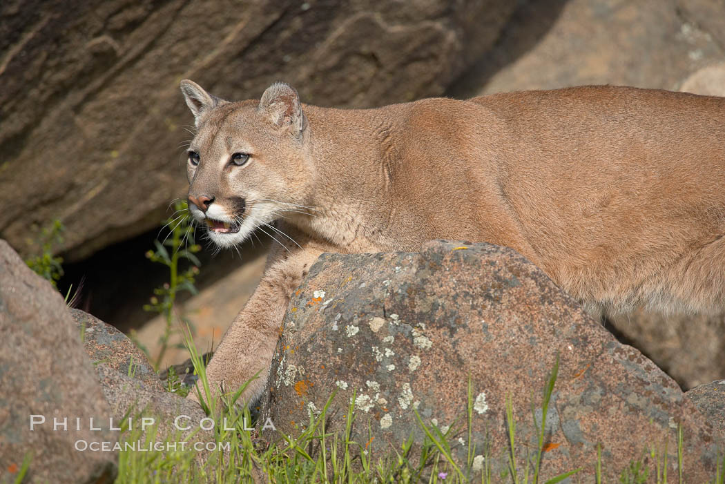 Mountain lion, Sierra Nevada foothills, Mariposa, California., Puma concolor, natural history stock photograph, photo id 15837