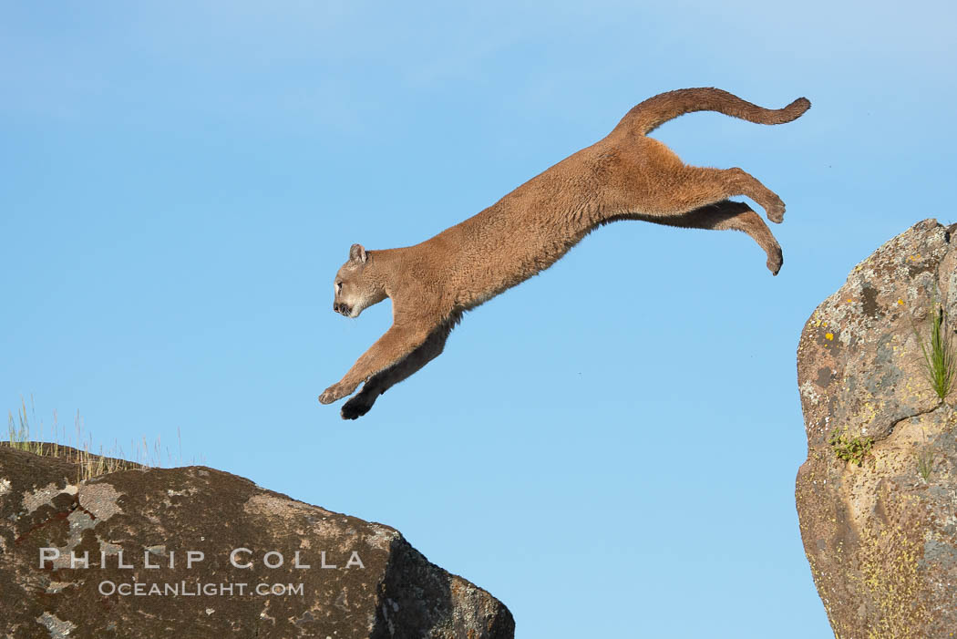 Mountain lion, Sierra Nevada foothills, Mariposa, California., Puma concolor, natural history stock photograph, photo id 15841