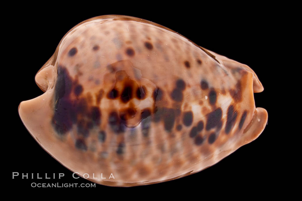 Mouse Cowrie., Cypraea mus, natural history stock photograph, photo id 08433