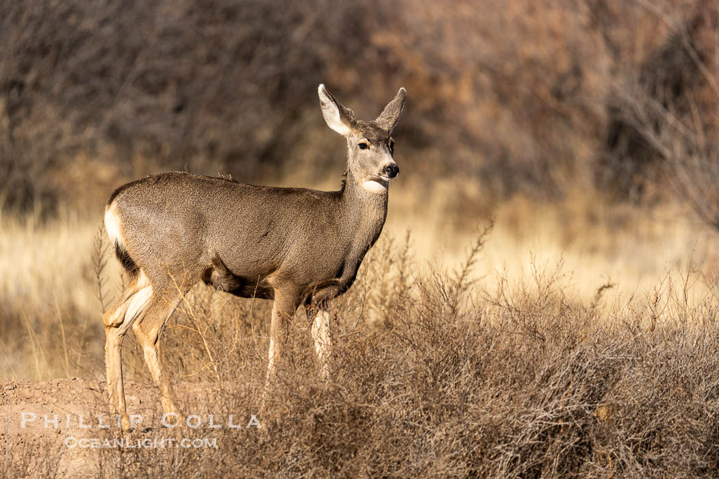 Mule Deer, Odocoileus hemionus, Bosque del Apache NWR. Bosque del Apache National Wildlife Refuge, Socorro, New Mexico, USA, Odocoileus hemionus, natural history stock photograph, photo id 39916