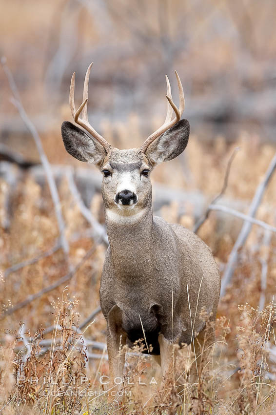 Mule deer in tall grass, fall, autumn. Yellowstone National Park, Wyoming, USA, Odocoileus hemionus, natural history stock photograph, photo id 19577