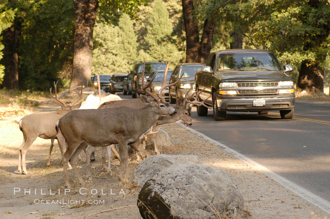 Mule deer pause beside traffic in Yosemite Valley. Yosemite National Park, California, USA, Odocoileus hemionus, natural history stock photograph, photo id 07629