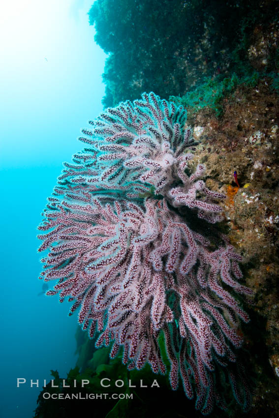 Brown gorgonians on rocky reef, below kelp forest, underwater. Gorgonians are filter-feeding temperate colonial species that live on the rocky bottom at depths between 50 to 200 feet deep. Each individual polyp is a distinct animal, together they secrete calcium that forms the structure of the colony. Gorgonians are oriented at right angles to prevailing water currents to capture plankton drifting by, Muricea fruticosa, San Clemente Island