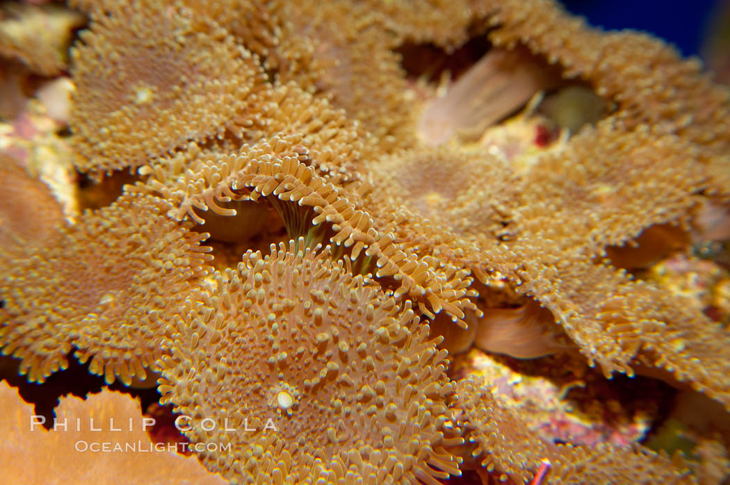 Mushroom leather coral.  These corals rise from the reef on stalks and spread out in mushroom-like forms, forming dense colonies., Sarcophyton, natural history stock photograph, photo id 14705