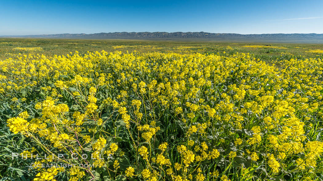 Mustard and other Wildflowers bloom across Carrizo Plains National Monument, Carrizo Plain National Monument, California